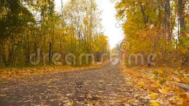 森林里美丽的道路.. 黄色的叶子。 金色的秋天。 高清高清